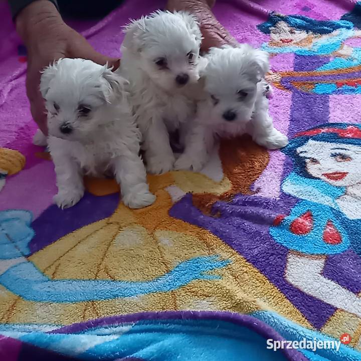 Maltaczki do rezerwacji Reducin