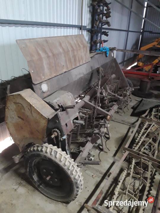 poznaniak siewnik Miedźna