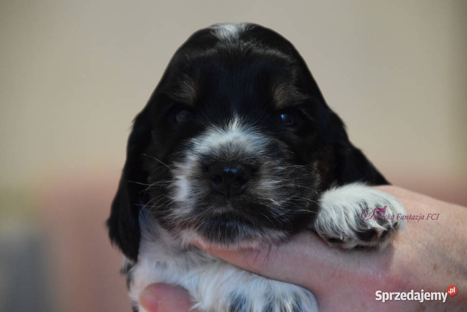 Cocker Spaniel Angielski Burbon Nowy Sącz