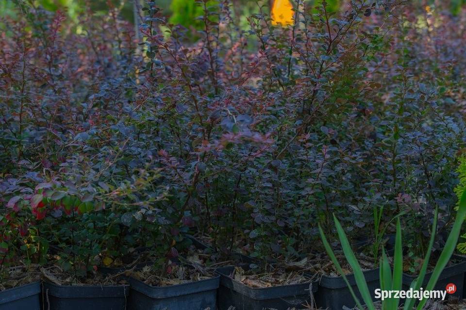 Berberys Thunberga Atropurpurea 2030 donica 3 l