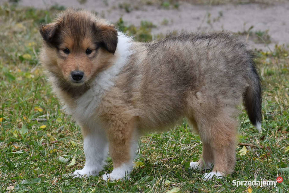 Owczarek szkocki długowłosy collie ZKwPFCI Połazie Świętochowskie