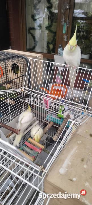 Młode papużki Nimfy Lutino Kwaczała sprzedam