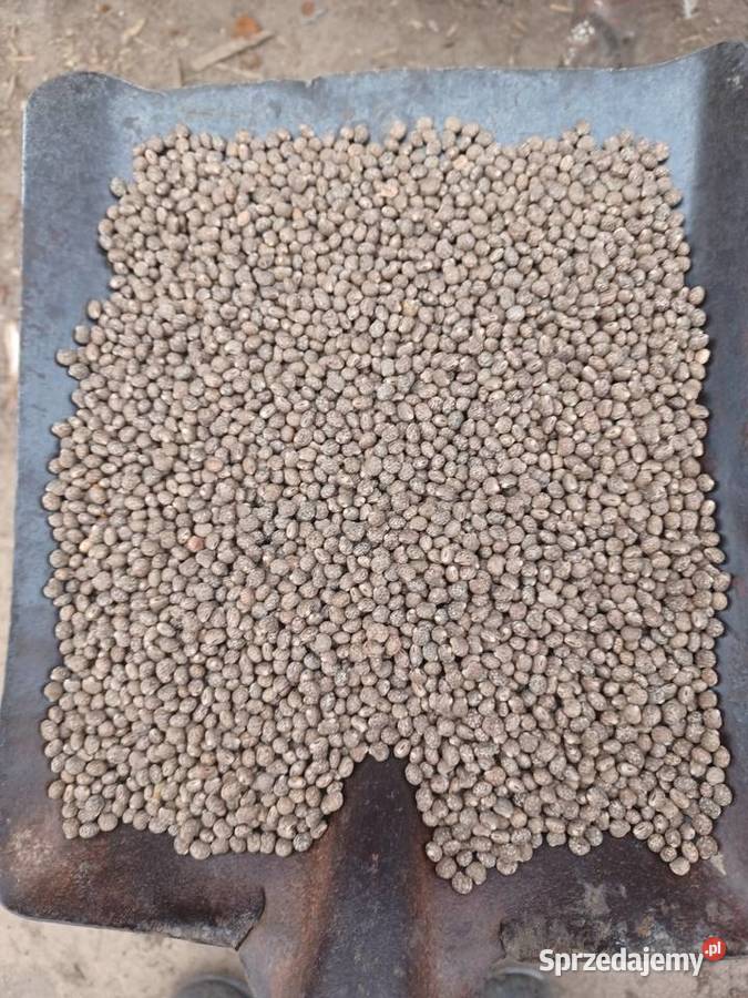 Łubin słodki KORAL Majki Duże sprzedam