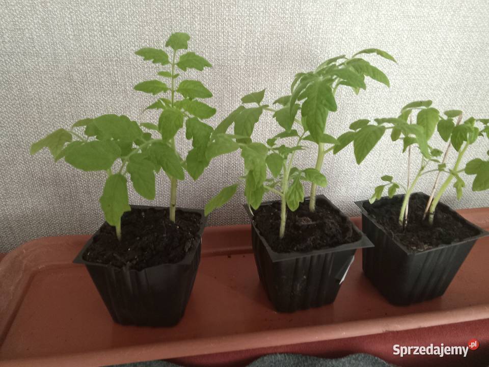 Sadzonka pomidora karłowatego Promyk Łódź