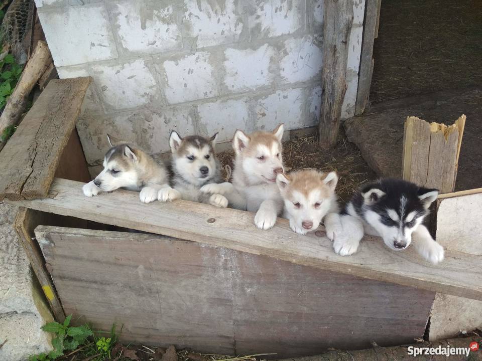 Sprzedam szczeniaki rasy alaskan malamute Reszkowce