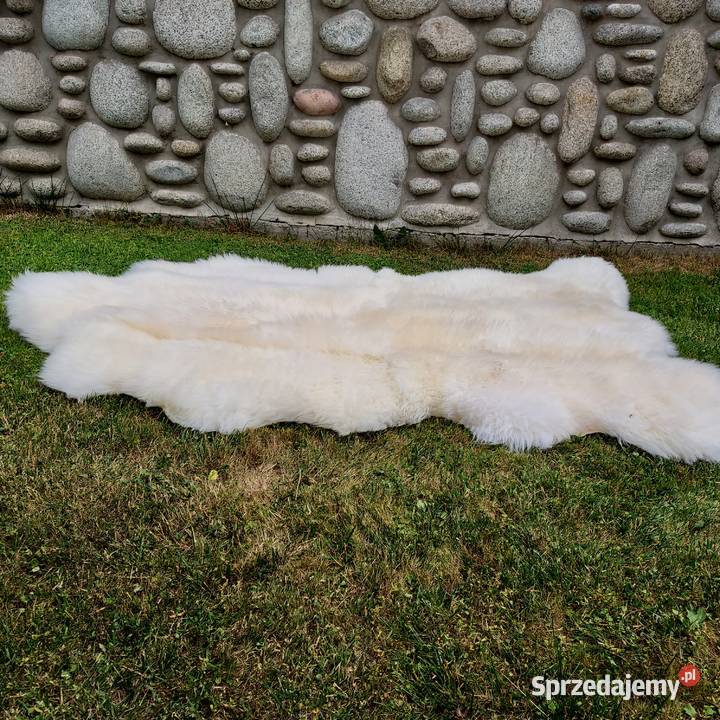 Skóra Niedźwiedź XXXL Dywan Skóra Owcza