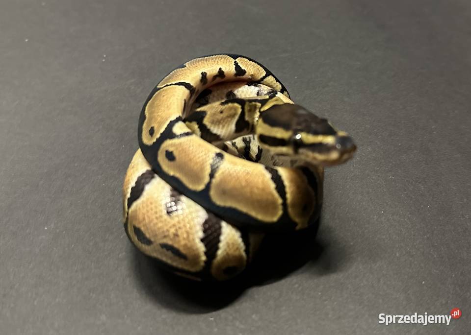 Samiczka Python Regius Bydgoszcz