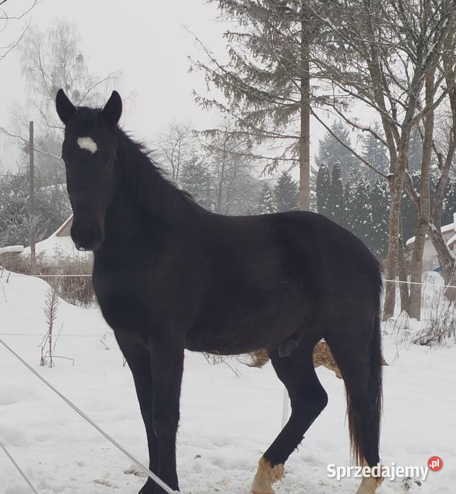 2 LETNI WAŁACH SP ŚLĄZAKU Olsztyn sprzedam