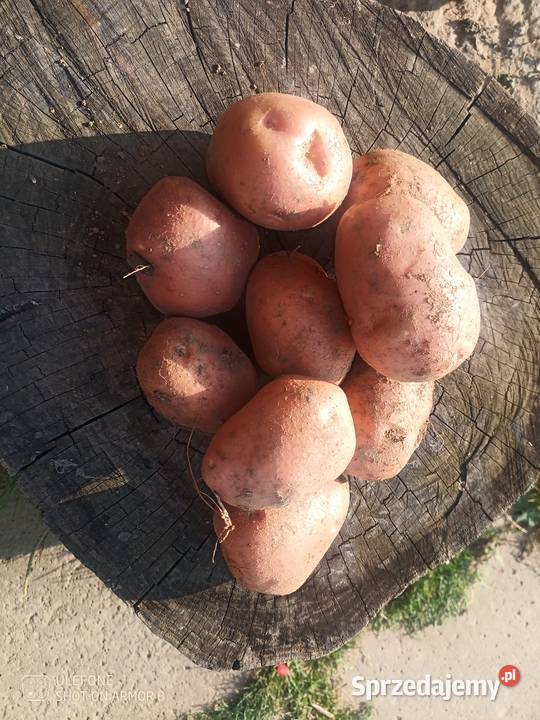Sprzedam ziemniaki jadalne Zalesie Gorzyckie