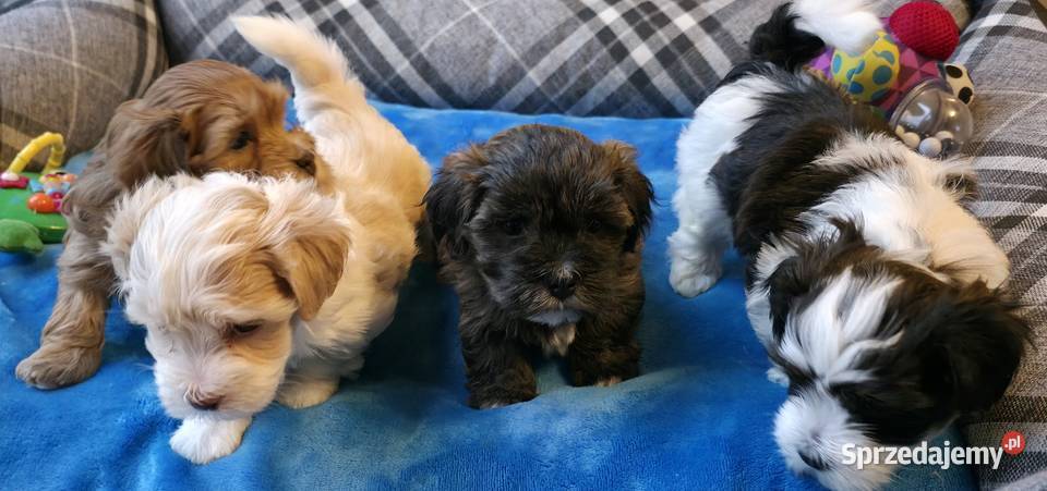 Rezerwacja piesek suczka Hawańczyk Championie Chrośla