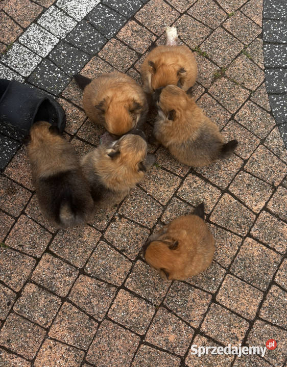Szpic miniaturowy pomeranian Pawłów