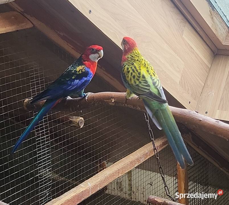 Sprzedam papugi rozelle królewskie górskie