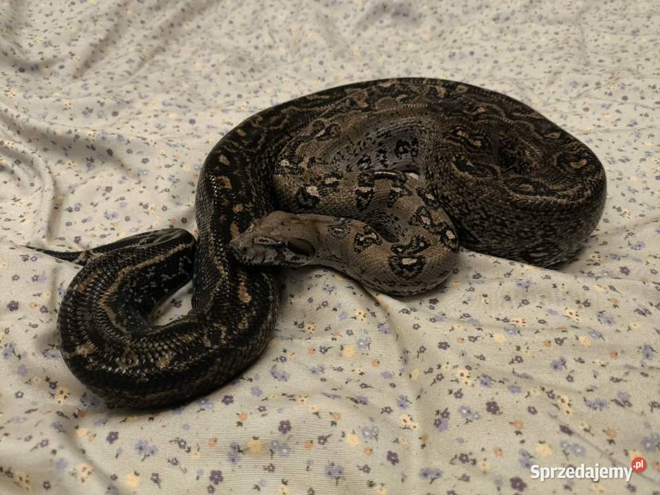 Boa constrictor Leopard Anery Type 2 samiec Siedlce sprzedam