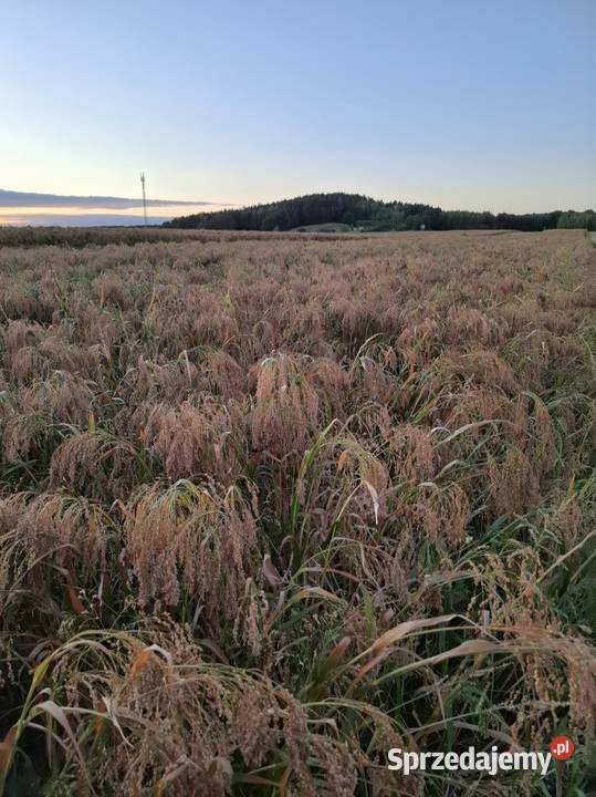 Proso czerwone Połaniec sprzedam