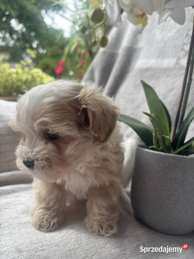 Maltipoo sunia F1 Częstochowa