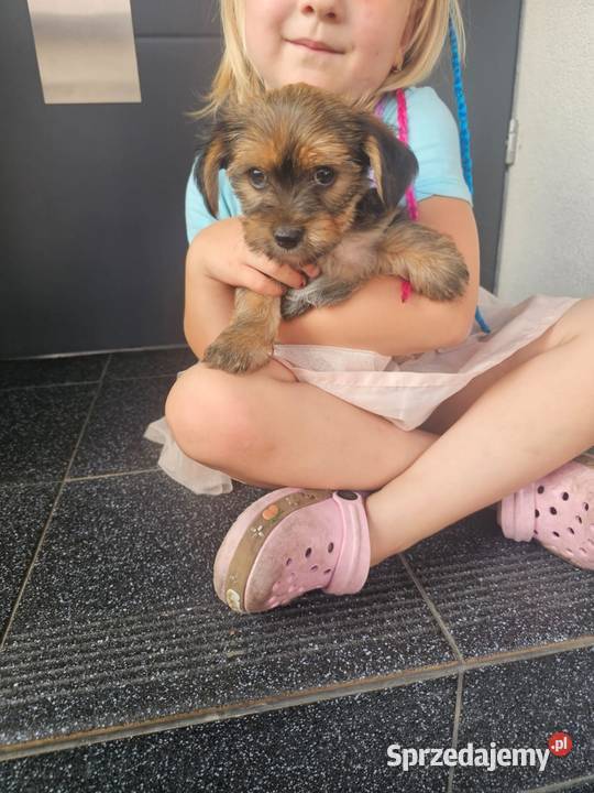 York terrier chłopczyk
