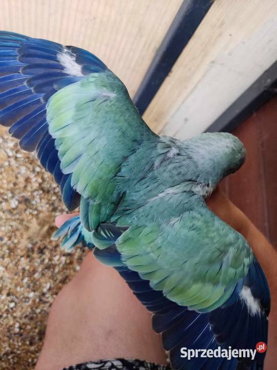 Mnichy nizinne różne mutacje Młode 2025 dorosłe