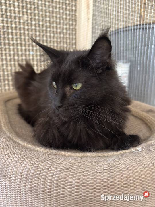 Kotka Maine coon Maine Coon Poznań