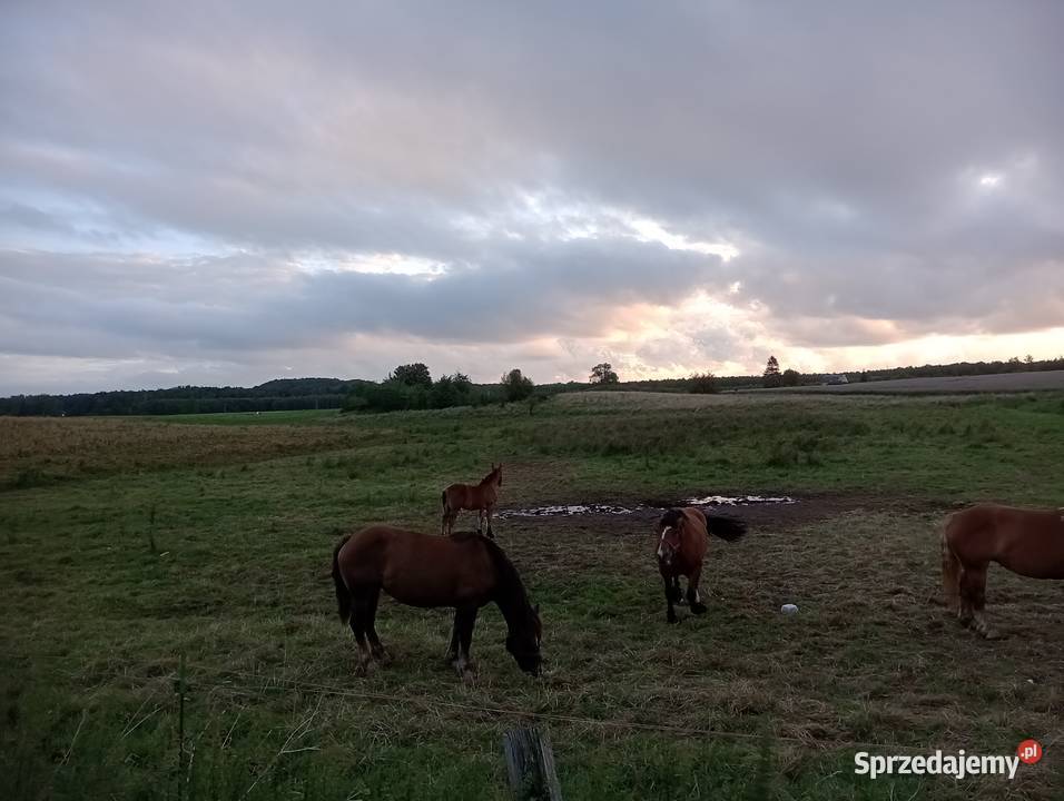 Konie ogierek odsadek klacze warmińsko-mazurskie Jarnołtowo