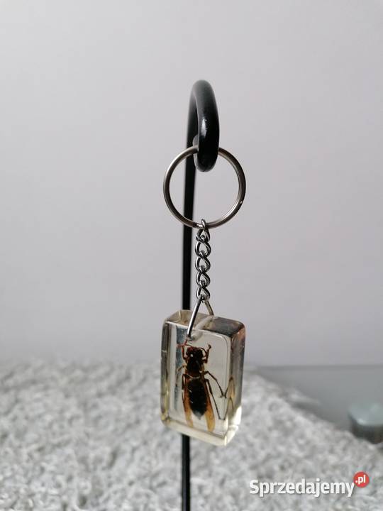 BRYLOCZEKPSZCZOŁA W ŻYWICY Łódź