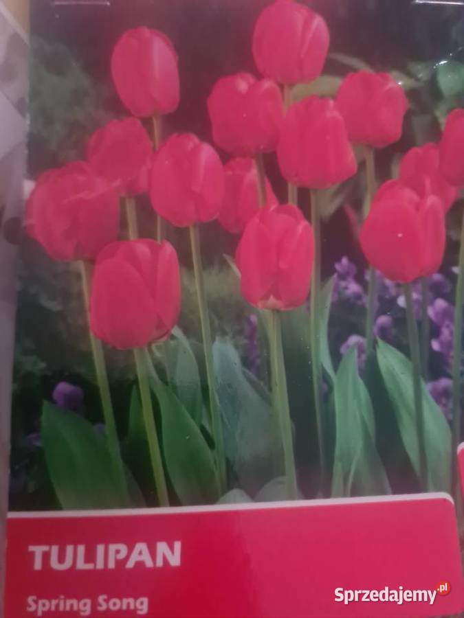 Tulipan świeże cebulki mix kolorów Bydgoszcz
