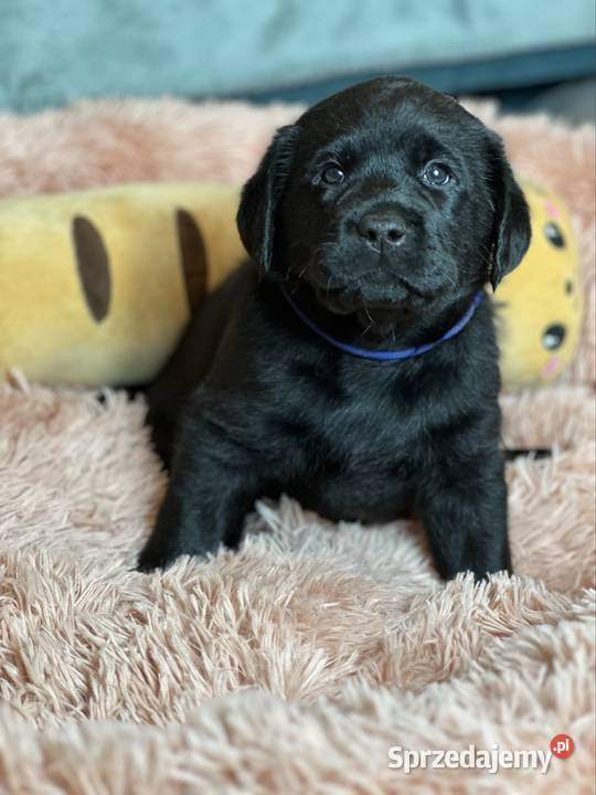 Labrador czarne czekoladowe i żółte Przygodzice