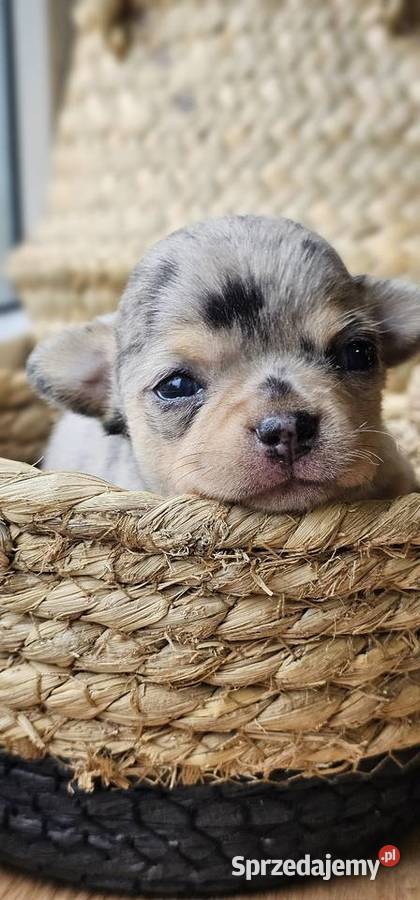 Chihuahua chłopak dziewczynka Pszów sprzedam