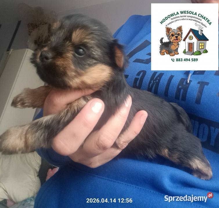 Yorkshire terrier dziewczynka Mochała