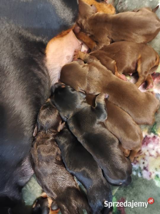 Jamnik krótkowłosy standardowy czekoladowyczarny mazowieckie sprzedam