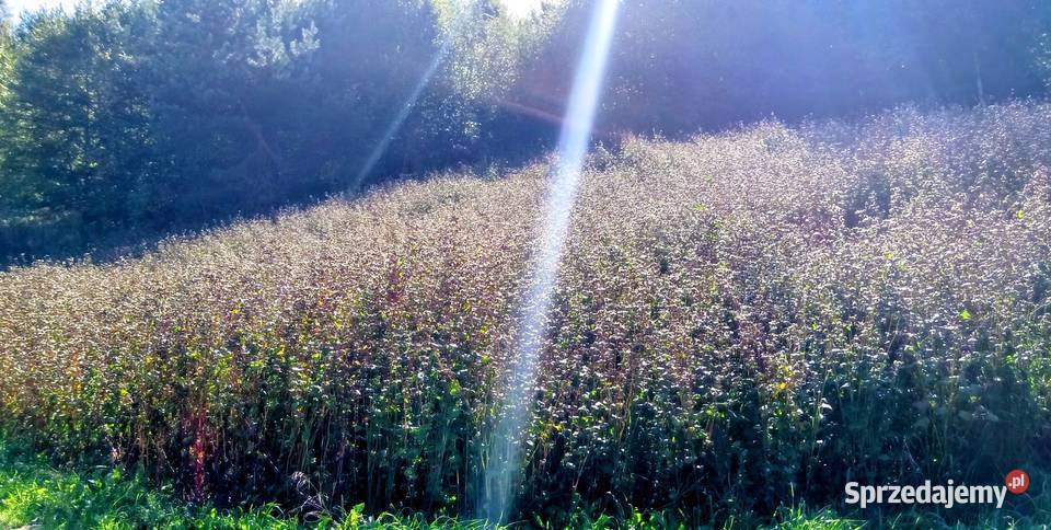 Sprzedam grykę Pozostałe Krasnystaw