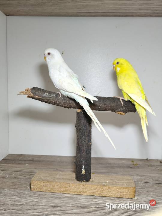 Sprzedam papużki faliste śląskie Rybnik