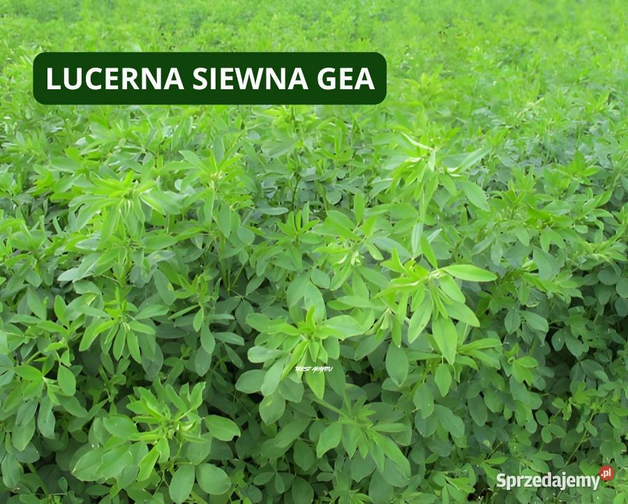 Lucerna siewna Gea Tarnowska Wola