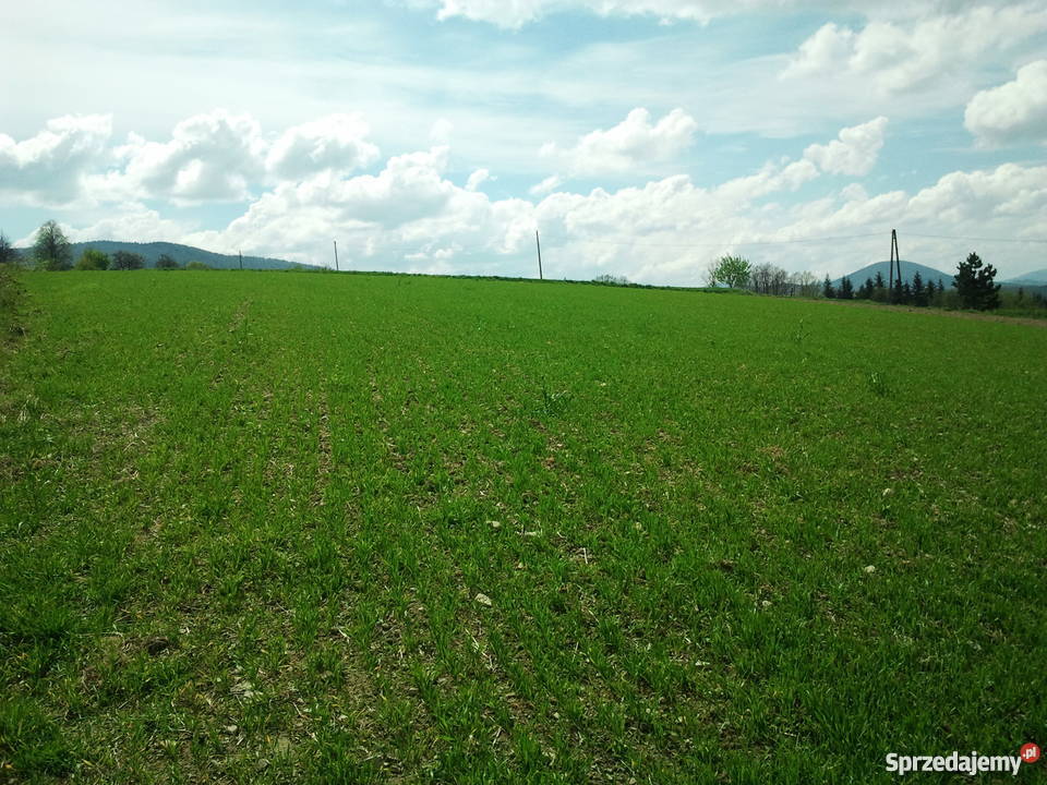 Działka budowlana 100a na sprzedaż Bełdno