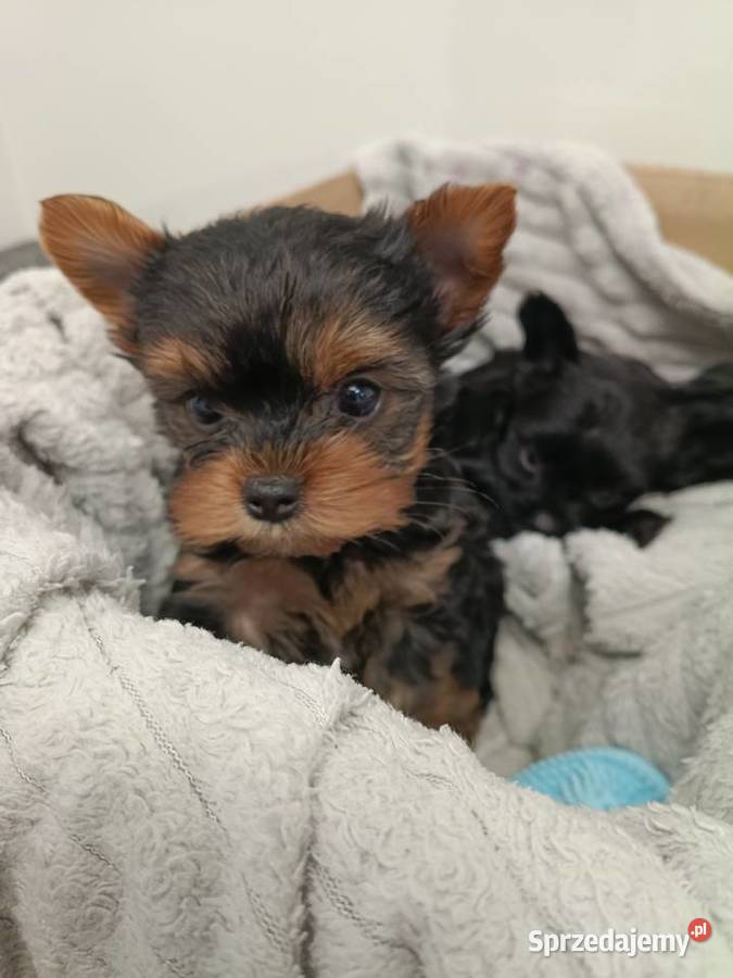 York Terrier Mini opolskie Wilków