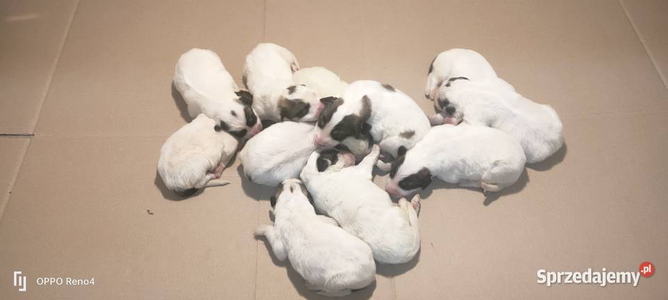 Berneński pies pasterski Pirenejski pies górski Żukowo