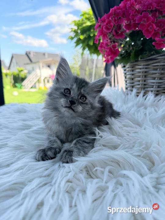 Asa koteczka Maine Coon Nowa Wieś Lęborska