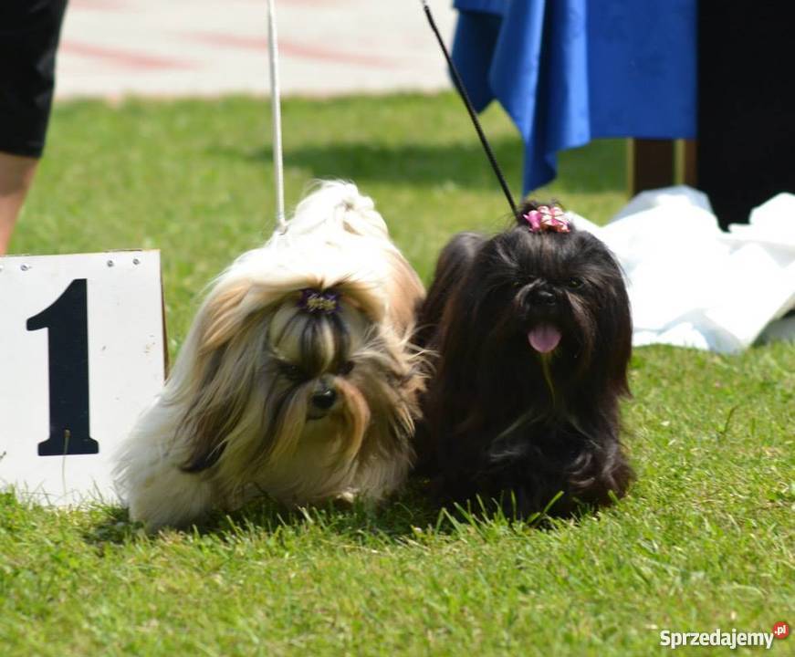 Shih tzu z rodowodem ZHPR UCIunikalne umaszczeni