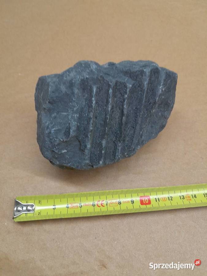 Skamieniałość rośliny Tomaszów Mazowiecki