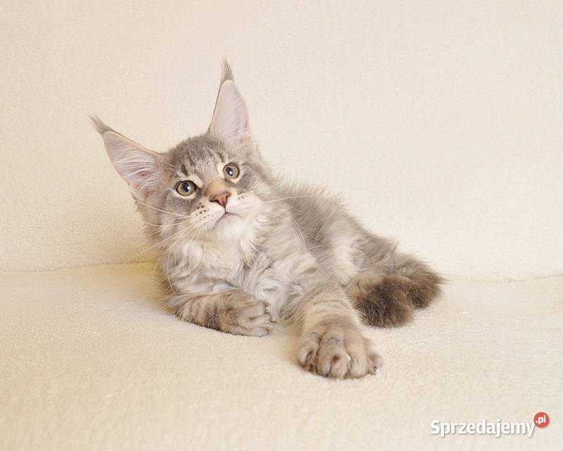 Przepiękny kocurek do Hodowli Legalna hodowla Maine Coon Białystok