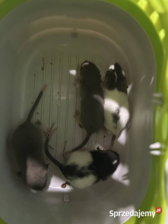 szczurki dumbo dolnośląskie Legnica sprzedam
