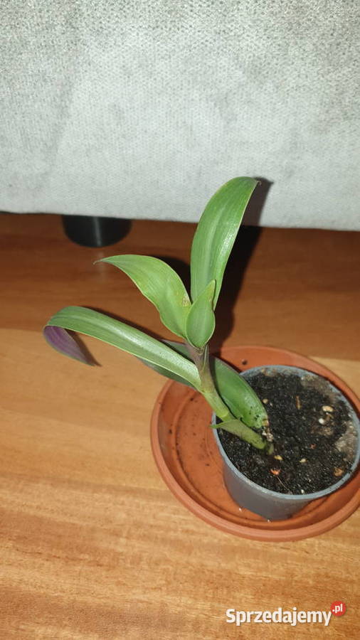 Reo meksykańskie trzykrotka roślina rosnąca Warszawa