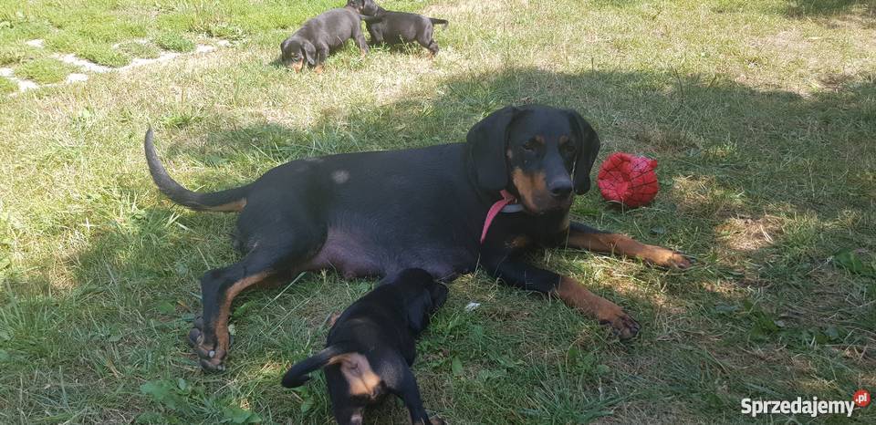 szczenięta gończy polski Zwierzęta Ujście sprzedam
