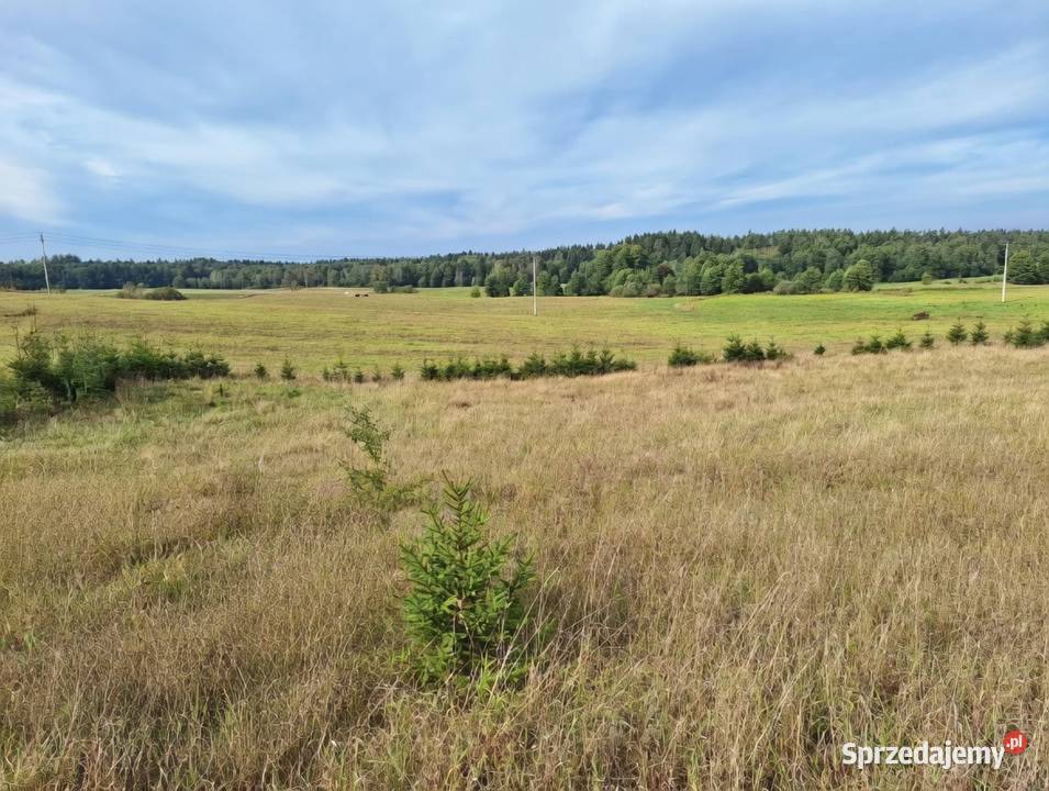 Działka 4000m2 w Szypliszkach asfalt media Szypliszki