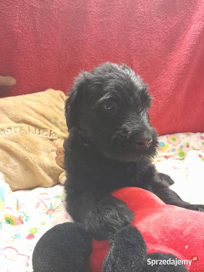 Sznaucer olbrzym szczenięta FCI