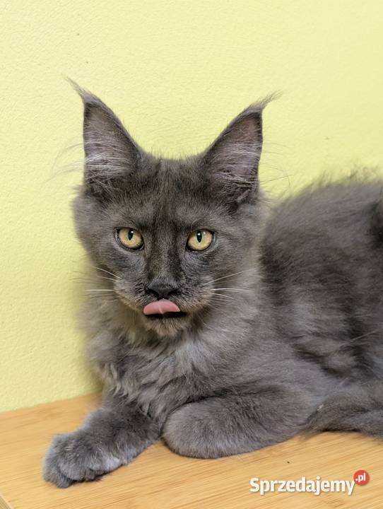 Ivett kocurek niebieski dymny Maine Coon Koty Pszczyna