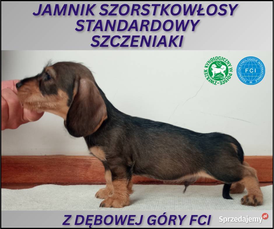 Jamnik Szorstkowłosy Standardowy ZKWP FCI