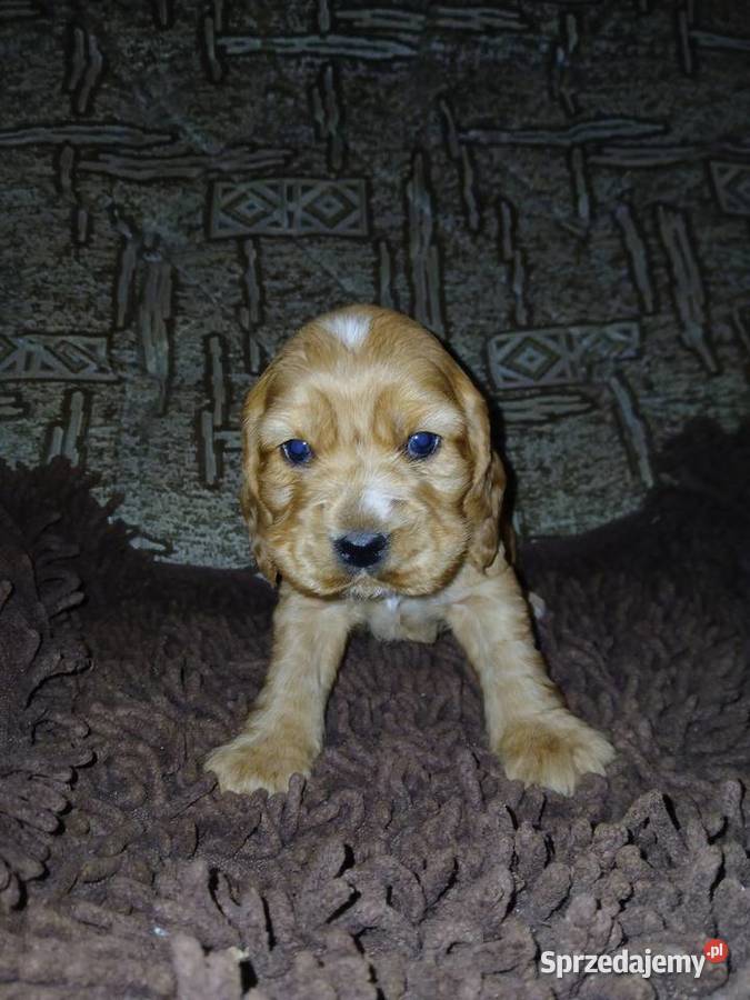 Śliczne Szczenięta Cocker Spaniel Angielski Sieradz