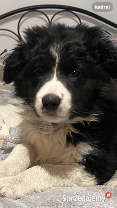 Bolde Collie szczeniaki