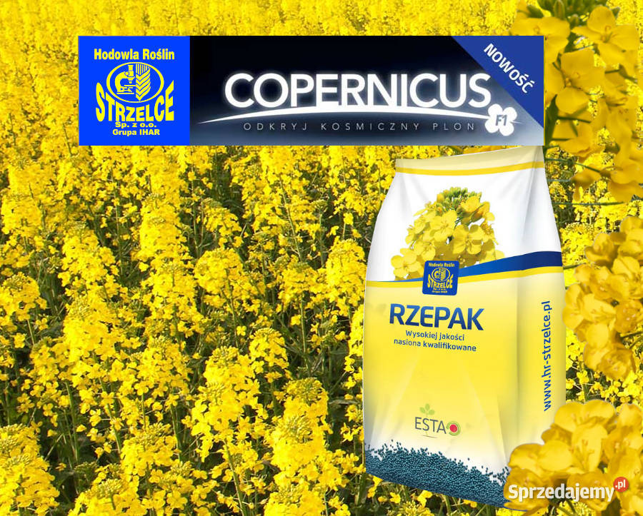 Rzepak hybrydowy Strzelce Copernicus Buteo Start Nowy Tomyśl