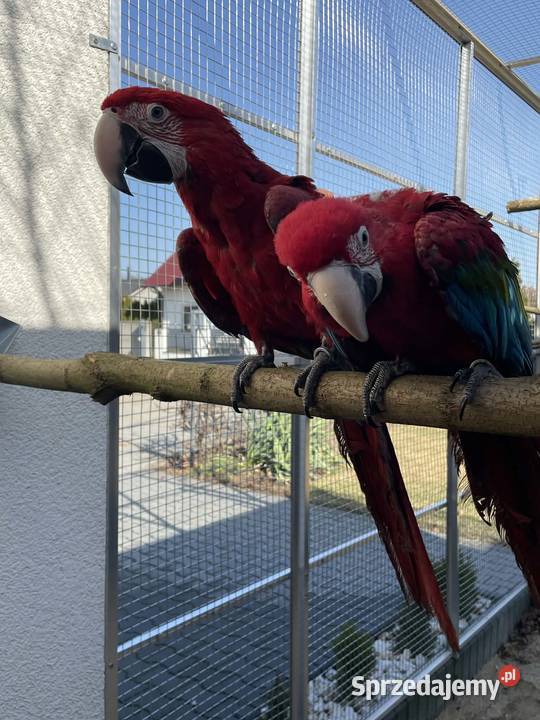 Ara Chloroptera oswojone ptaki Rakoniewice